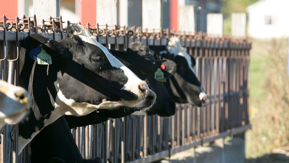 Over 2,000 animals, 6 million gallons